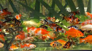 Mixed Goldfish 6-8"