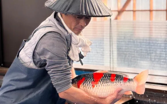 A person wearing a traditional conical hat and apron holds a large red and black koi fish in a clean indoor setting.