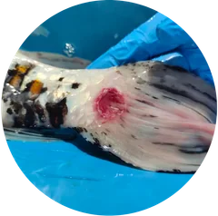 A close-up circular photo of a live koi fish with mottled white, black, and orange scales