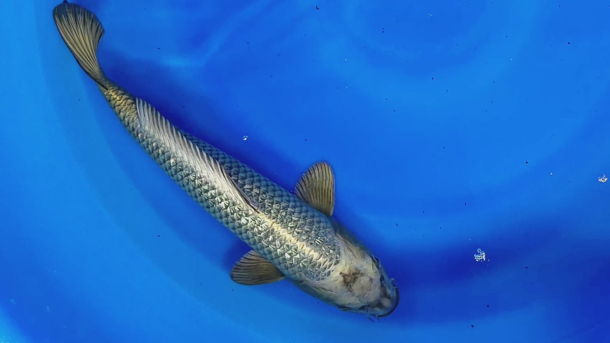 Kin Kabuto (Golden Kabuto) – Takatatsu Koi Farm