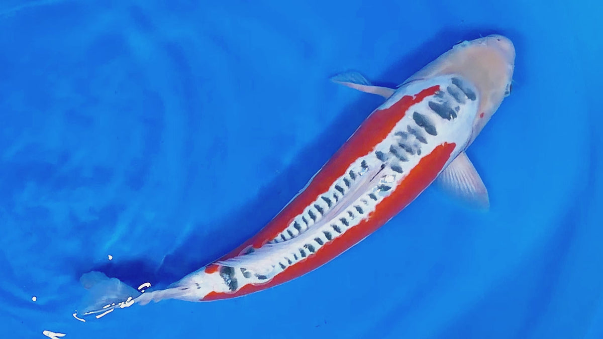 Shusui – Yagenji Koi Farm
