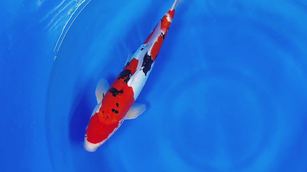Doitsu Showa – Yagenji Koi Farm