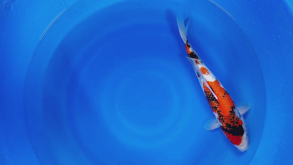 Ginrin Showa – Yagenji Koi Farm