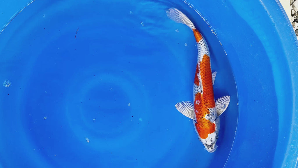Kujaku – Kawakami Koi Farm