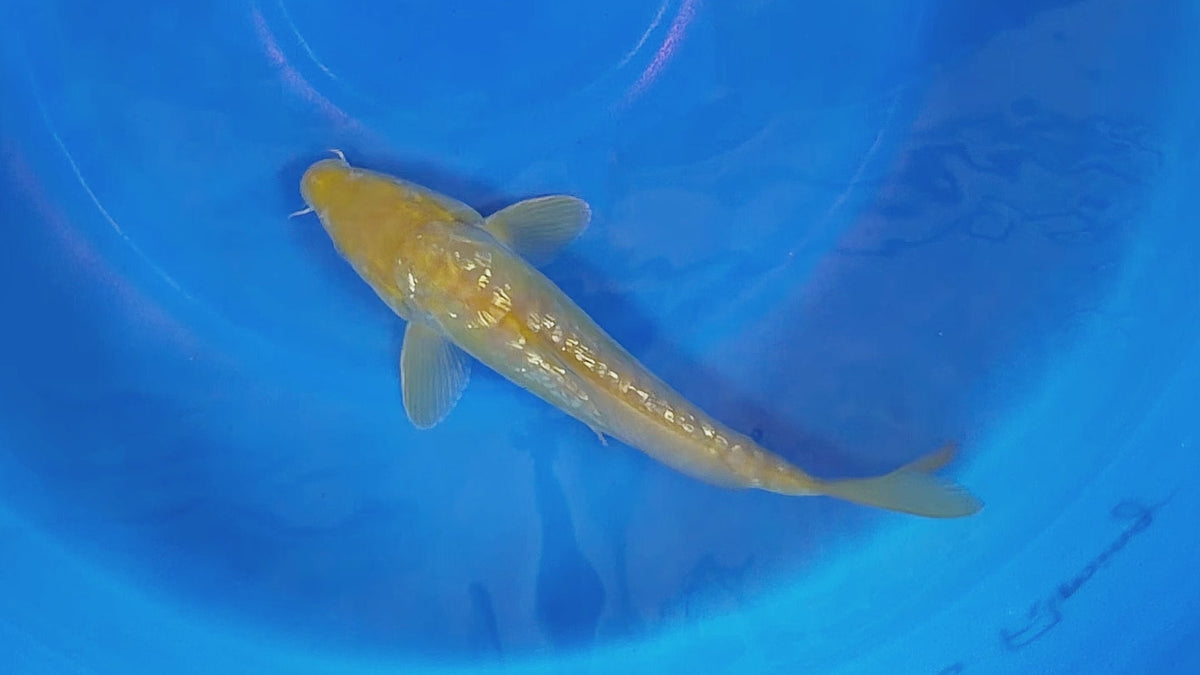 Ginrin Karashigoi – Yagenji Koi Farm