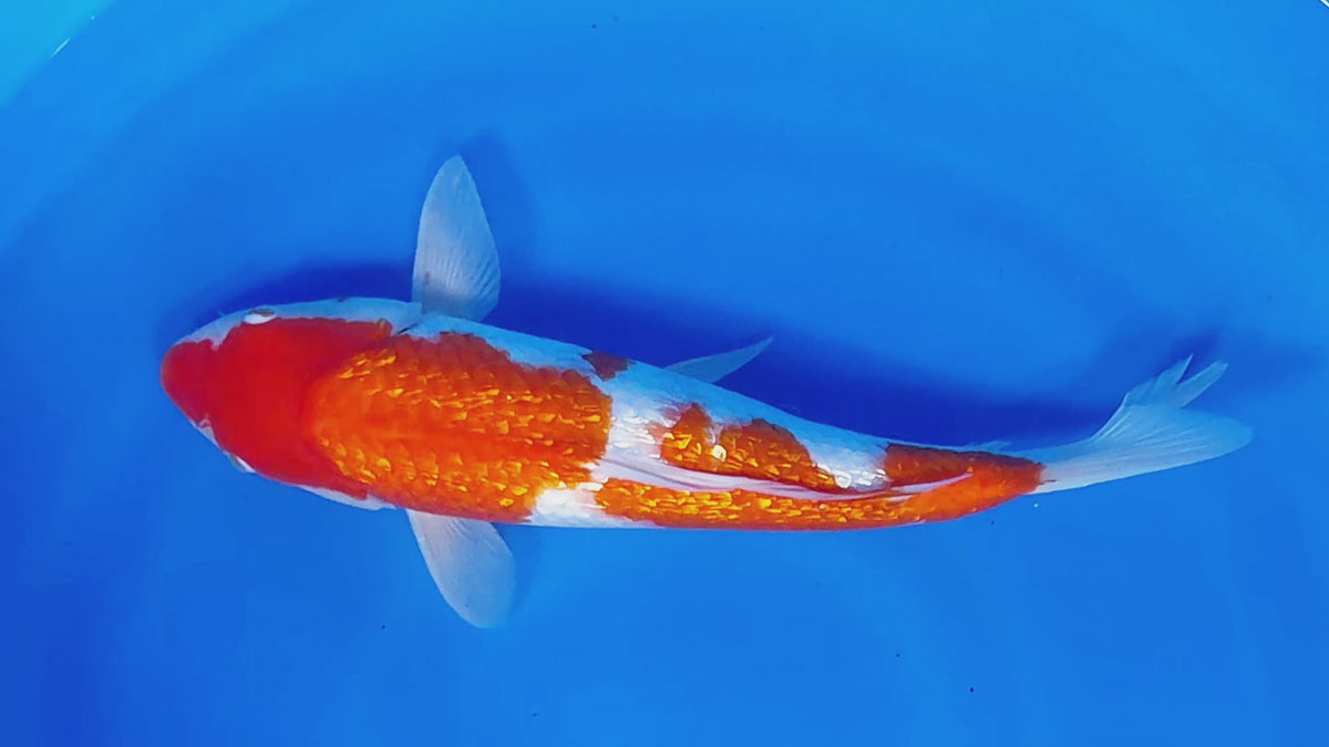 Ginrin Kohaku – Yagenji Koi Farm