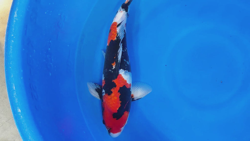 Showa – Yagenji Koi Farm