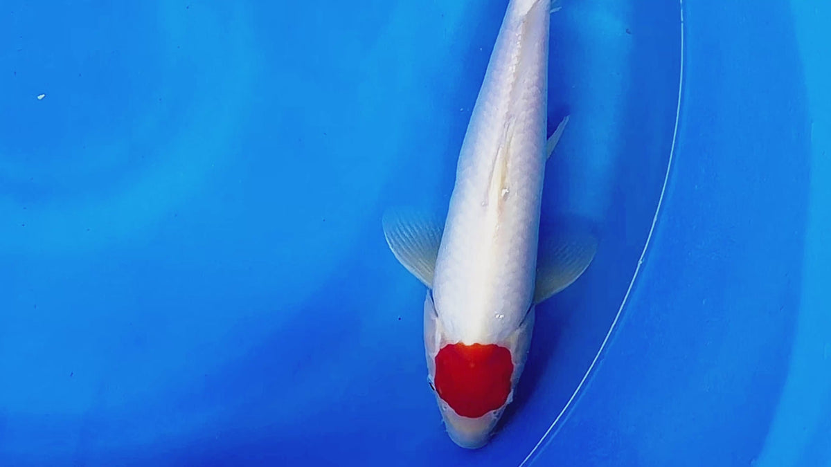 Tancho – Hoshikin Koi Farm