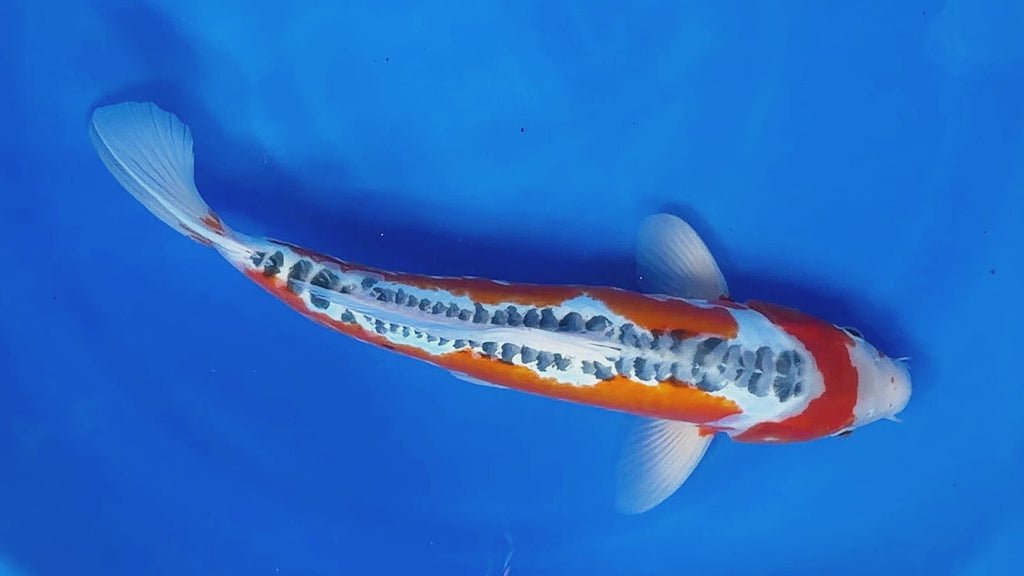 Shusui – Kawakami Koi Farm