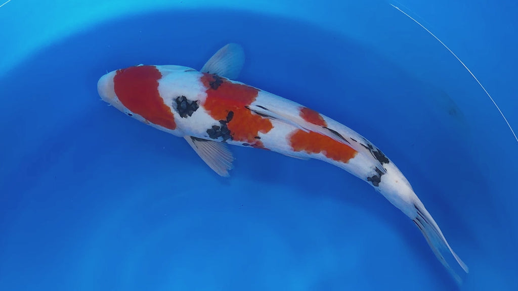 Sanke 1 – Yagenji Koi Farm