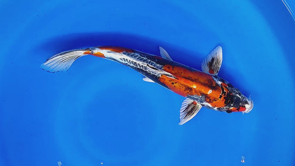 ****Beni Kikokuryu – Aokiya Koi Farm