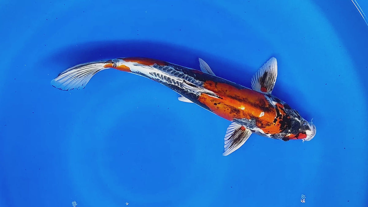 ****Beni Kikokuryu – Aokiya Koi Farm
