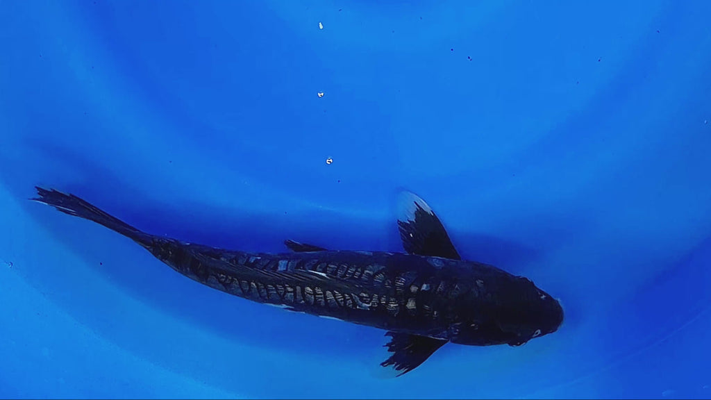 Ginrin Kumonryu – Takatatsu Koi Farm