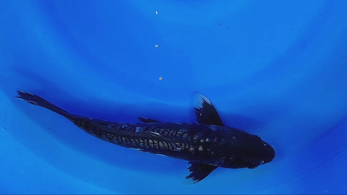 Ginrin Kumonryu – Takatatsu Koi Farm