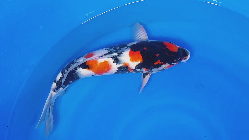 Showa – Yagenji Koi Farm