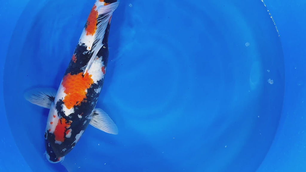 Showa – Yagenji Koi Farm