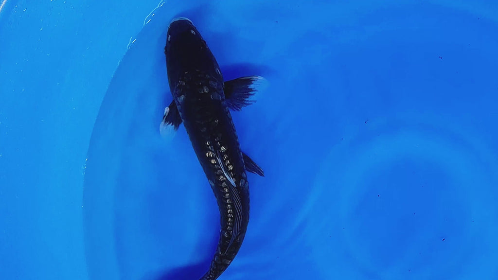 Ginrin Kumonryu – Takatatsu Koi Farm
