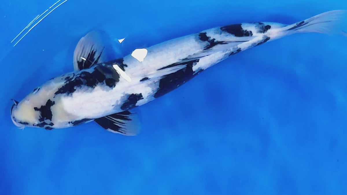Showa – Yagenji Koi Farm