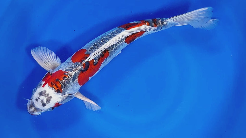 Beni Kikokuryu (Kuchibeni) – Yagenji Koi Farm