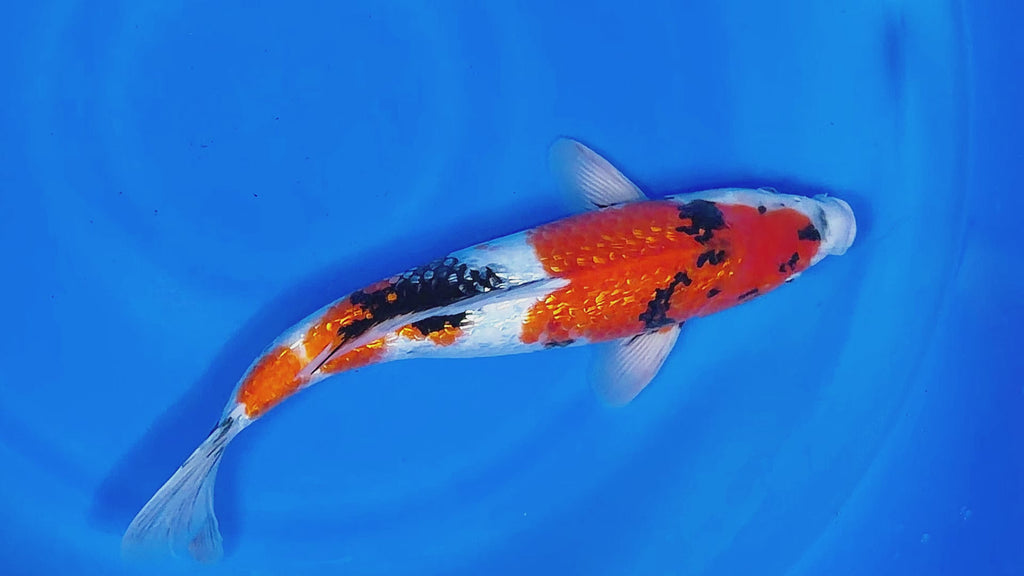 Ginrin Showa – Yagenji Koi Farm