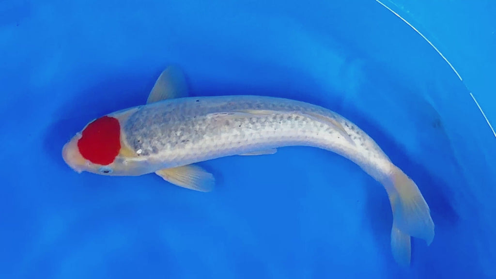 Tancho Goshiki – Yagenji Koi Farm
