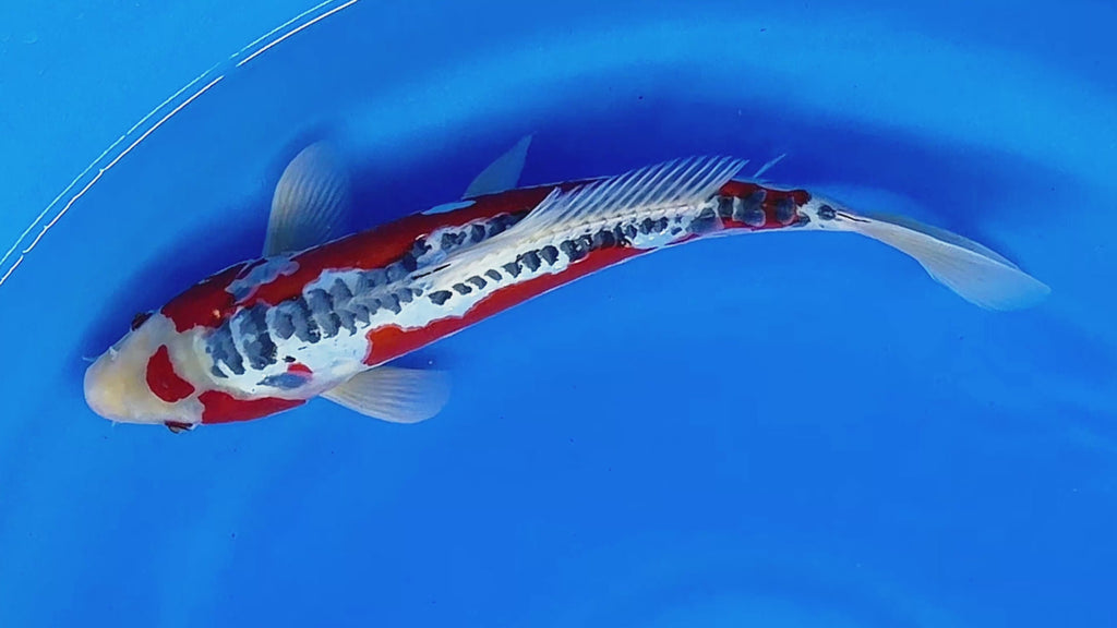 Shusui – Kawakami Koi Farm