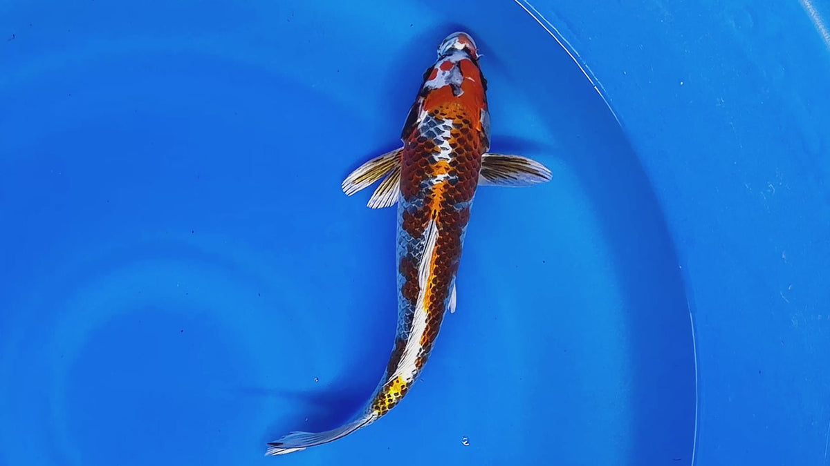 Kujaku – Kawakami Koi Farm