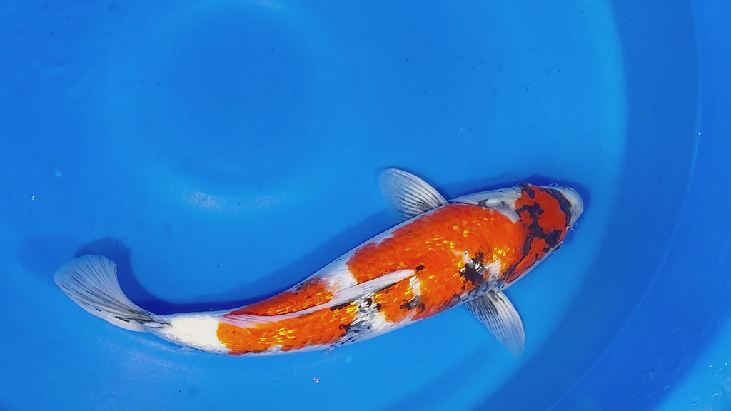 Showa – Yagenji Koi Farm