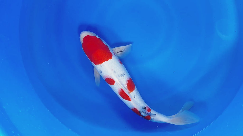 Sanke – Yagenji Koi Farm