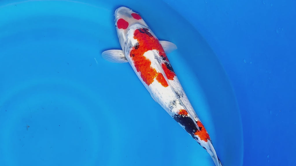 Ginrin Showa – Yagenji Koi Farm