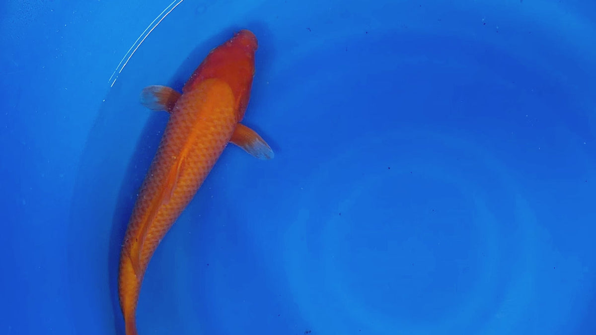 Benigoi – Yagenji Koi Farm