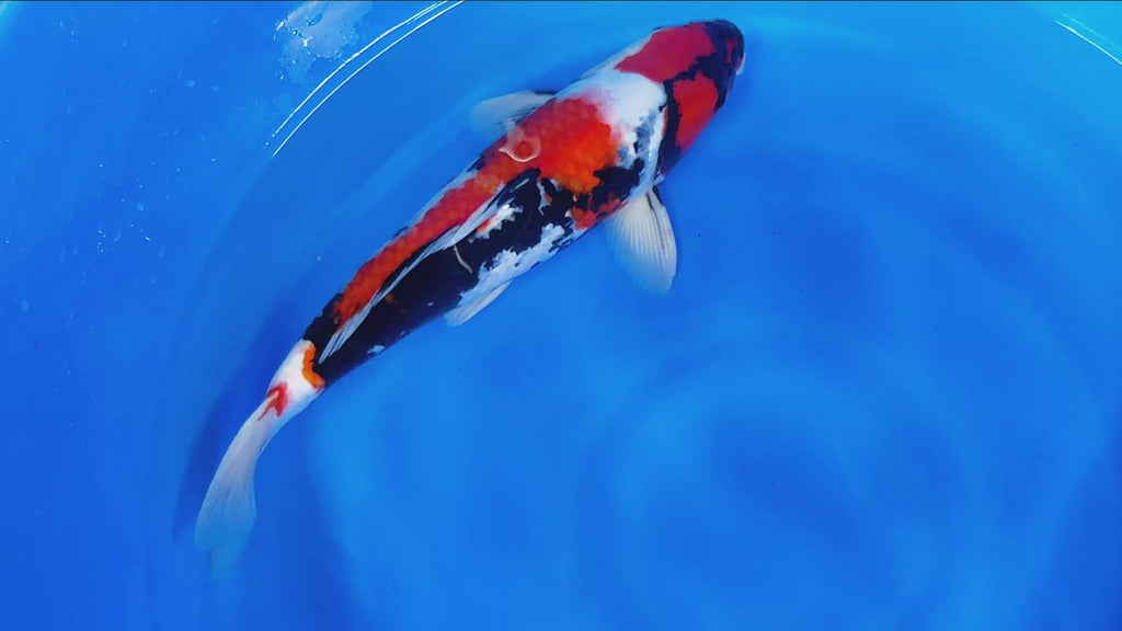 Shiro Utsuri – Yagenji Koi Farm