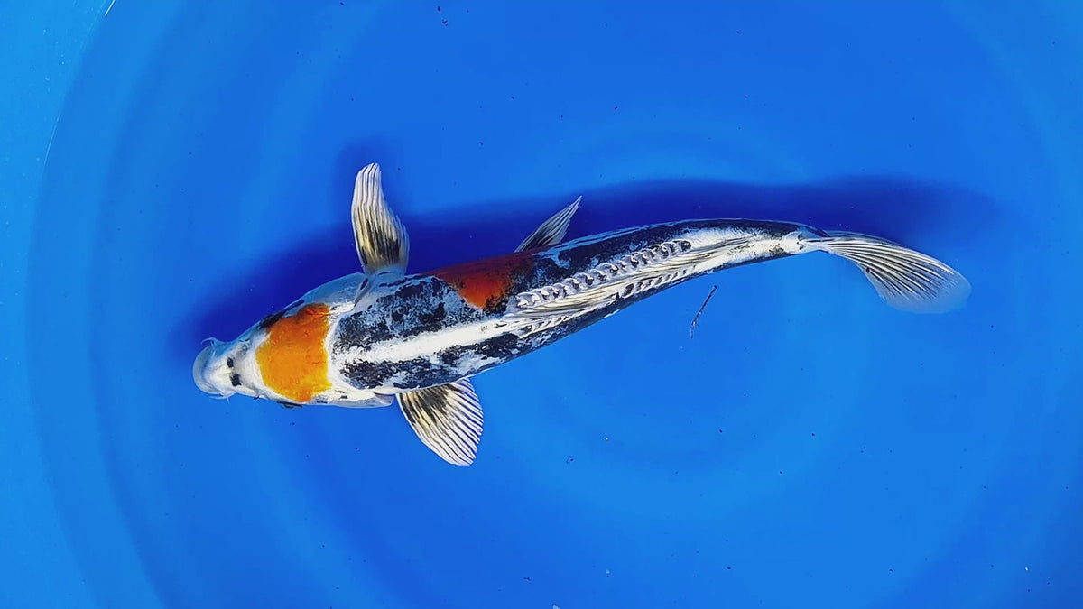 Beni Kikokuryu (Maruten) – Aokiya Koi Farm