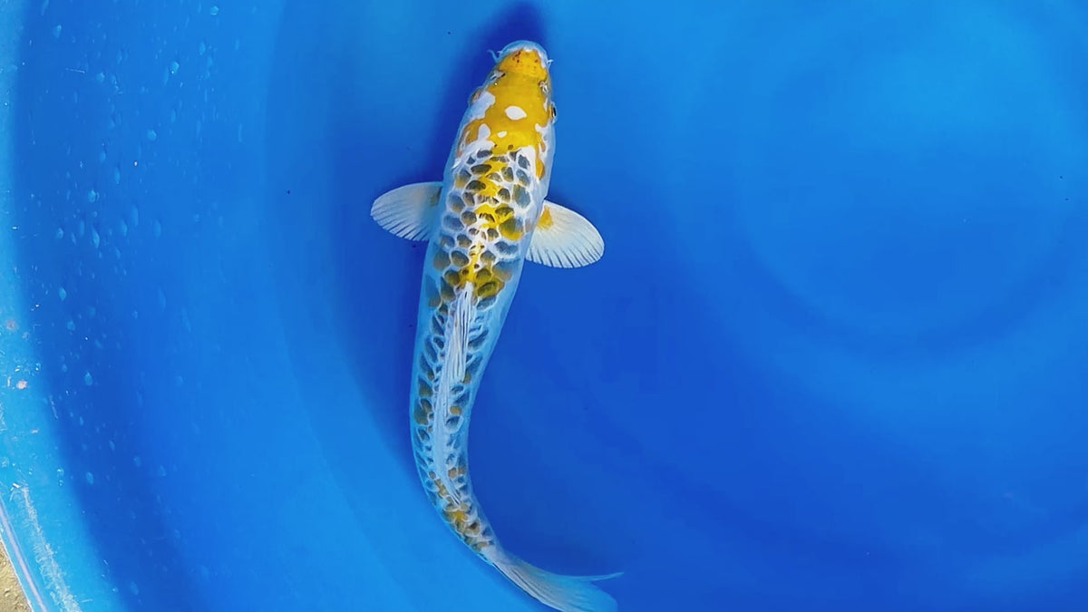 Ki Kujaku – Aokiya Koi Farm