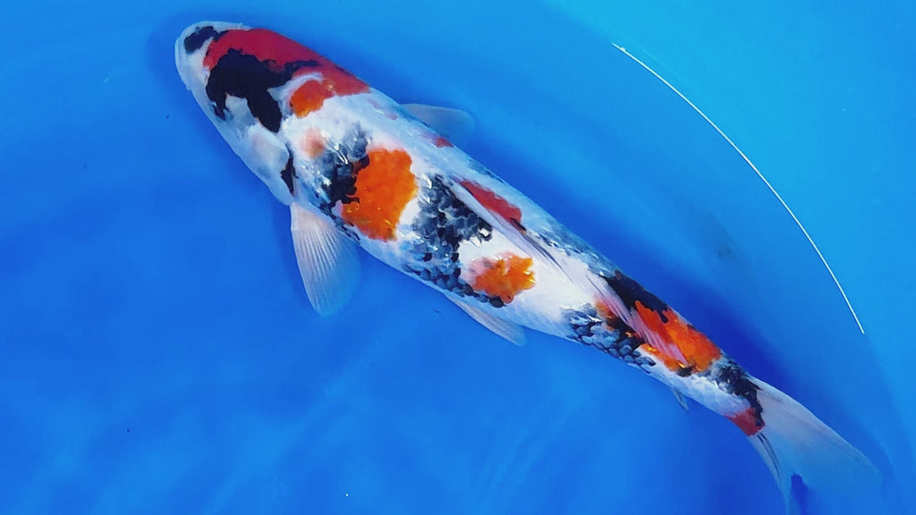 Ginrin Showa – Yagenji Koi Farm