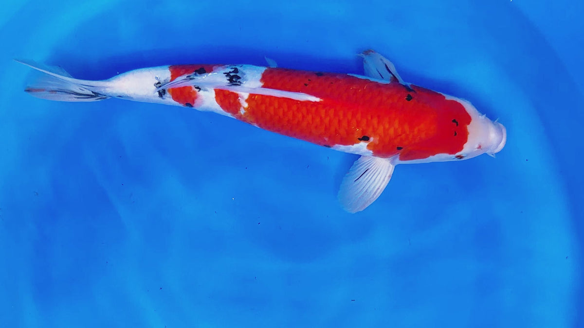 Sanke – Yagenji Koi Farm
