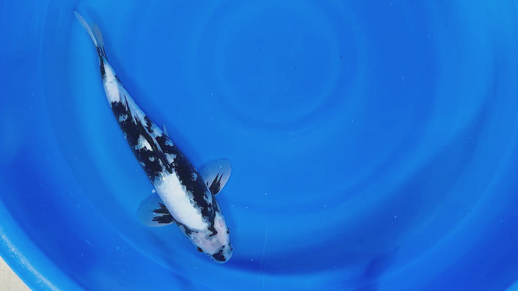 Shiro Utsuri – Yagenji Koi Farm
