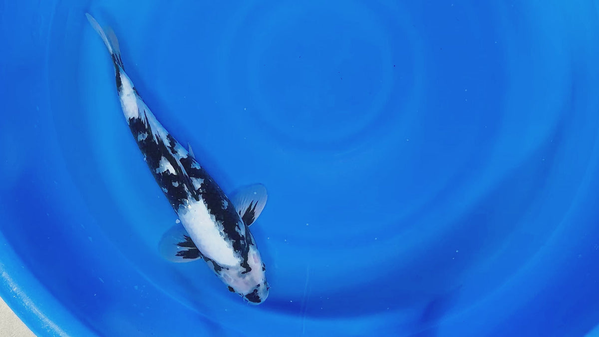 Shiro Utsuri – Yagenji Koi Farm
