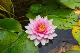 A single pink water lily flower with a yellow center floating on green lily pads in dark water.